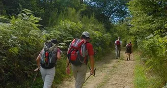 Sentier de la forêt des loges_1