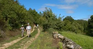 sentier de la forêt des loges_2