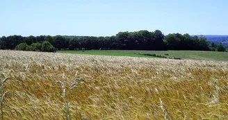 Chemin de Caux - La Mazière_3