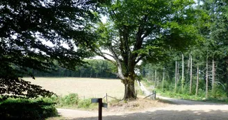 Chemin de Sussac au Mont Gargan_3