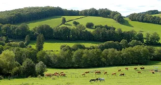 Sentier des gorges de la Vienne_2