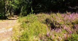 Chemins sur le circuit de Silord à Razés_1