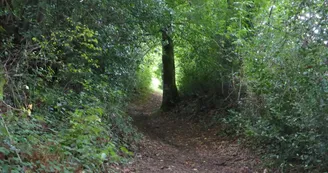 Sous bois sur le circuit de la Glane_2