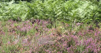 Sentier des bergères_5