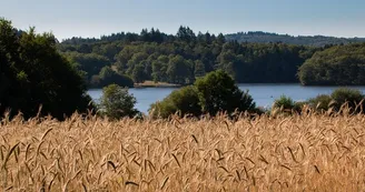 Lac saint pardoux blé_1