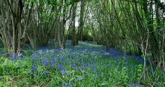 Sentier Les Hérissons_2