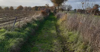 chemin creux