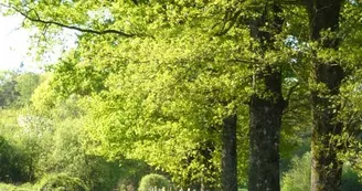 Forêt des Vaseix Sentier La promenade de l'étang_1