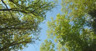 Forêt des Vaseix Sentier La promenade de l'étang_3