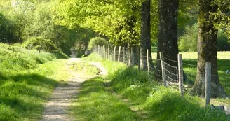 Forêt des Vaseix sentier la promenade de Chamberet_1