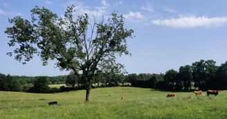 Arbre_vache_Chéronnac_velo