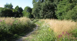 Lande humide de Grossereix en été