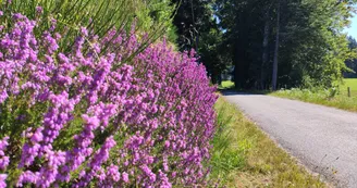 Rempnat - Circuit du Puy Pointu 