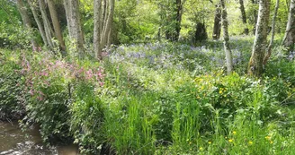 Ruisseau du Chamberet au printemps