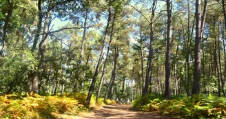 foret chambiers - sentier de randonnée "itinéraire d'un briquetier" Les Rairies