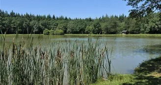 Circuit de la forêt de Longuenée - étang 2