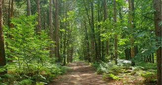 Promenade en forêt