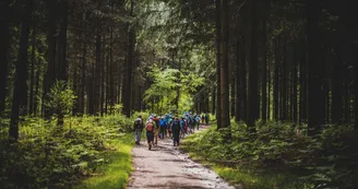 Forêt de Sillé