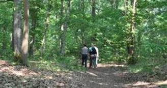 vallee-de-la-sarthe-chemin-creux-bois-cornuere-randonneurs.jpg