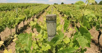 Vignes à Macqueville