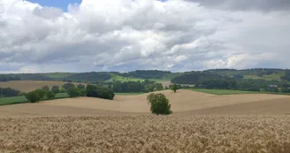 Les champs dorés