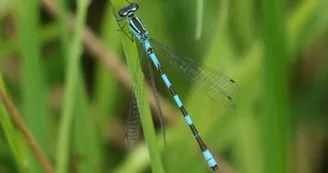 Agrion de Mercure