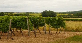 Asnières-vignes