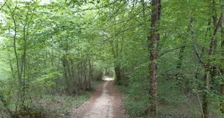 Forêt de Dirac