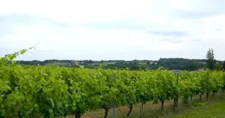 Vignoble du cognac