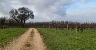 Vignoble