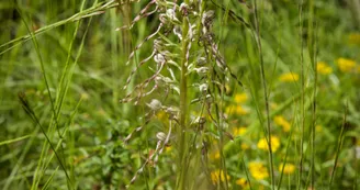 Orchis bouc