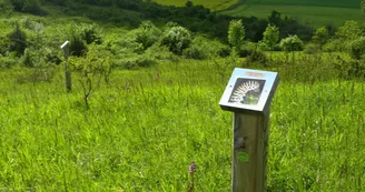 Sentier de la pelouse calcaire