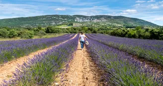 Champ de Lavande