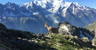 Lac Blanc bouquetin