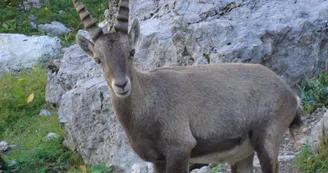 Tour des Aiguilles Rouges