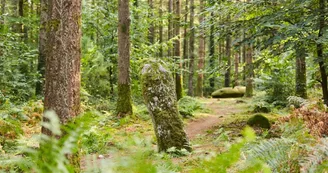 randonnée-camors-morbihan-bretagnesud