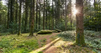 menhirs-foret-camors_1224x816