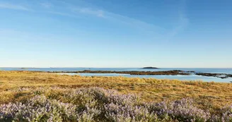 vegetation-dune-erdeven_1008x671