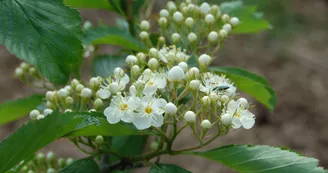 Arboretum Adeline - Crédit M et Mme Adeline (12)