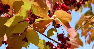 Arboretum Adeline - Crédit M et Mme Adeline (14)