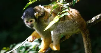 Parc zoologique et paysager©Y.Lebreton