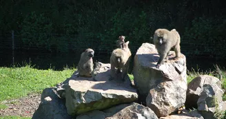 PARC ANIMALIER MONTAIGU LA BRISETTE