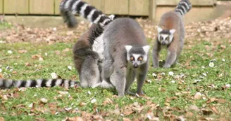 PARC ANIMALIER MONTAIGU LA BRISETTE