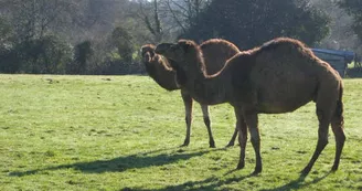 PARC ANIMALIER MONTAIGU LA BRISETTE