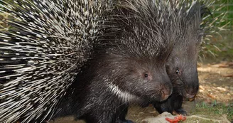 PARC ANIMALIER MONTAIGU LA BRISETTE