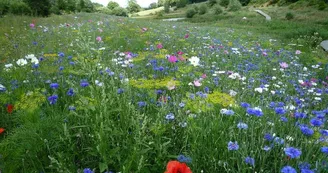 ©Collines de Normandie