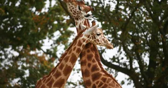 Parc zoologique et paysager©Y.Lebreton