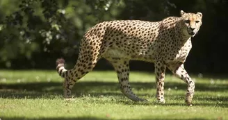 Parc zoologique et paysager©Y.Lebreton