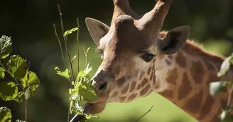 Parc zoologique et paysager©Y.Lebreton