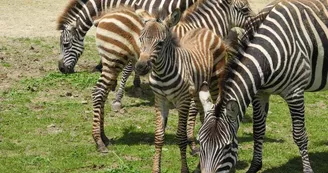 Parc zoologique et paysager©Y.Lebreton